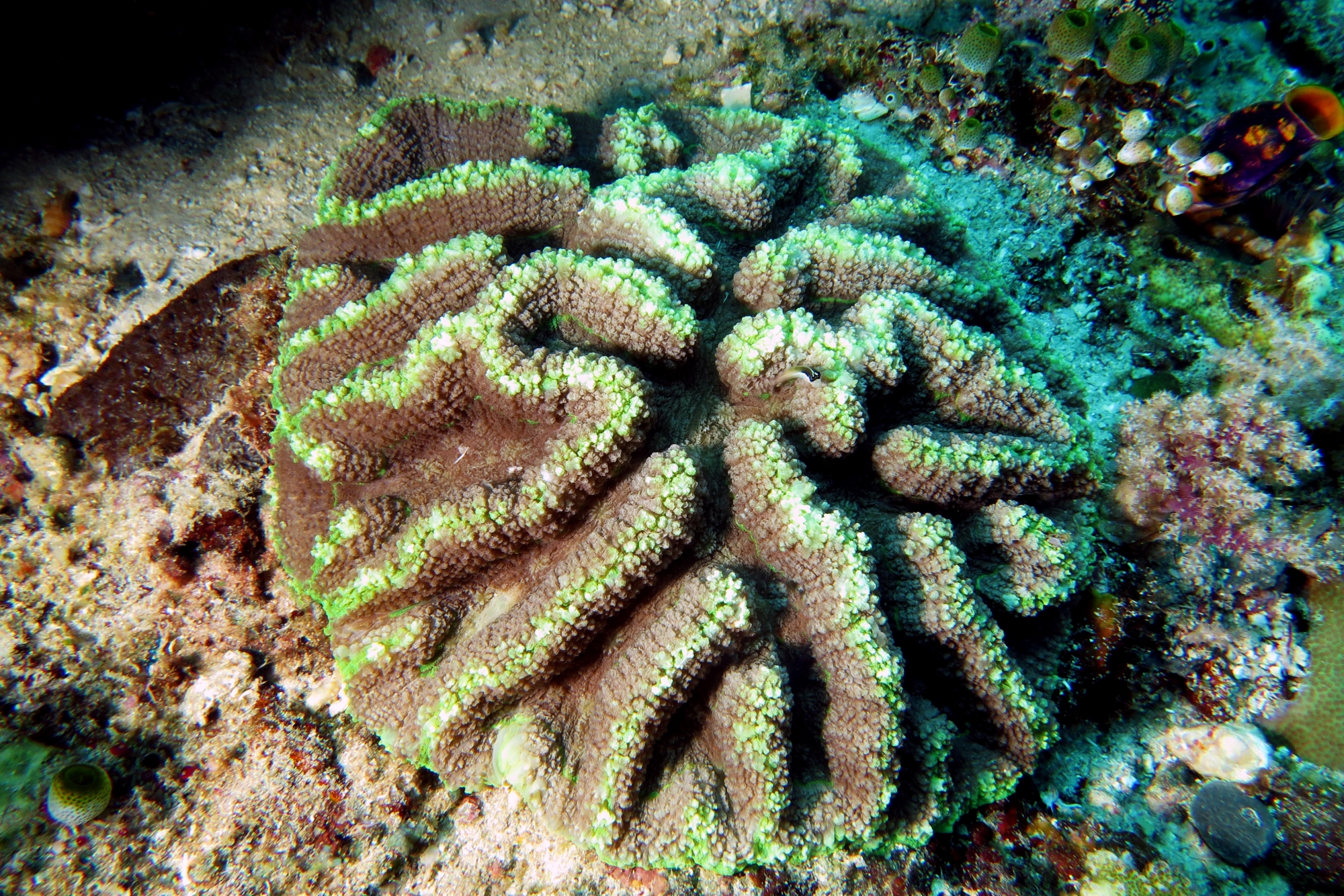 Lobophyllia Radians, Ecsenius bandanus