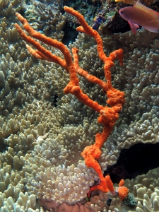 Iotrochota purpurea, Sinularia sp.