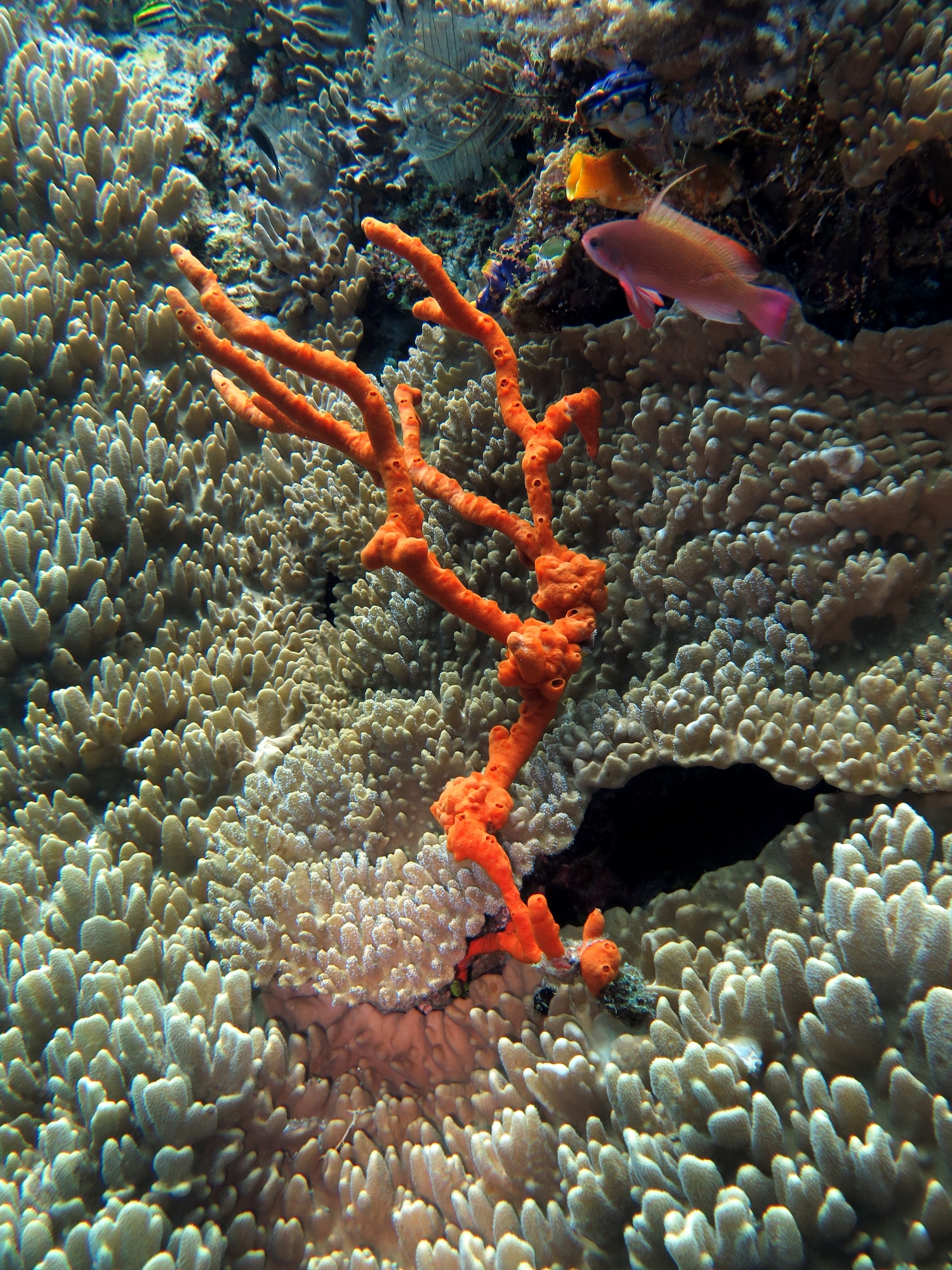 Iotrochota purpurea, Sinularia sp.