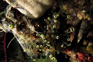 Clavelina robusta, Haliclona fascigera