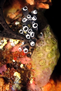 Clavelina robusta, Aplidium protectans, Eponge corde