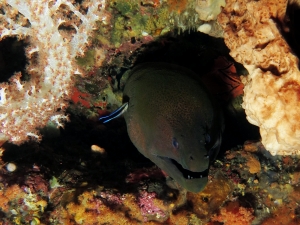 Gymnothorax javanicus, Labroides dimidiatus