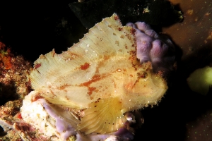 Taenianotus triacanthus