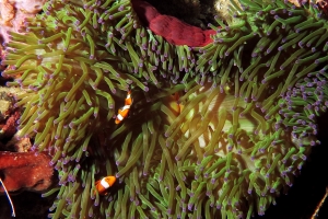 Heteractis magnifica, Amphiprion ocellaris