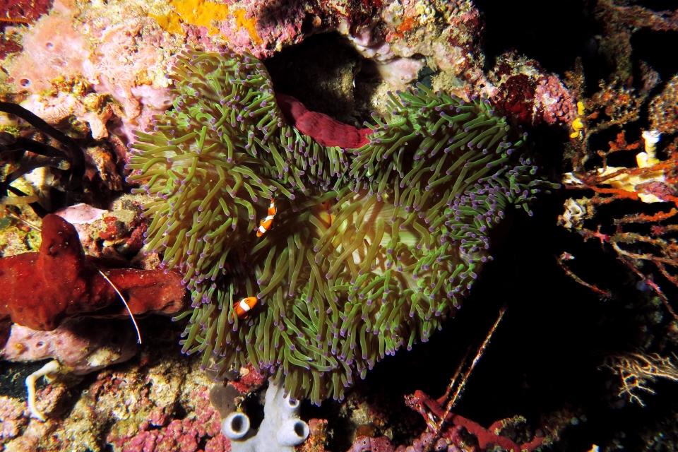 Heteractis magnifica, Amphiprion ocellaris