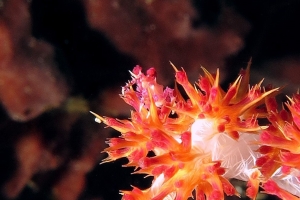 Hoplophrys oatesii, Dendronephthya sp.