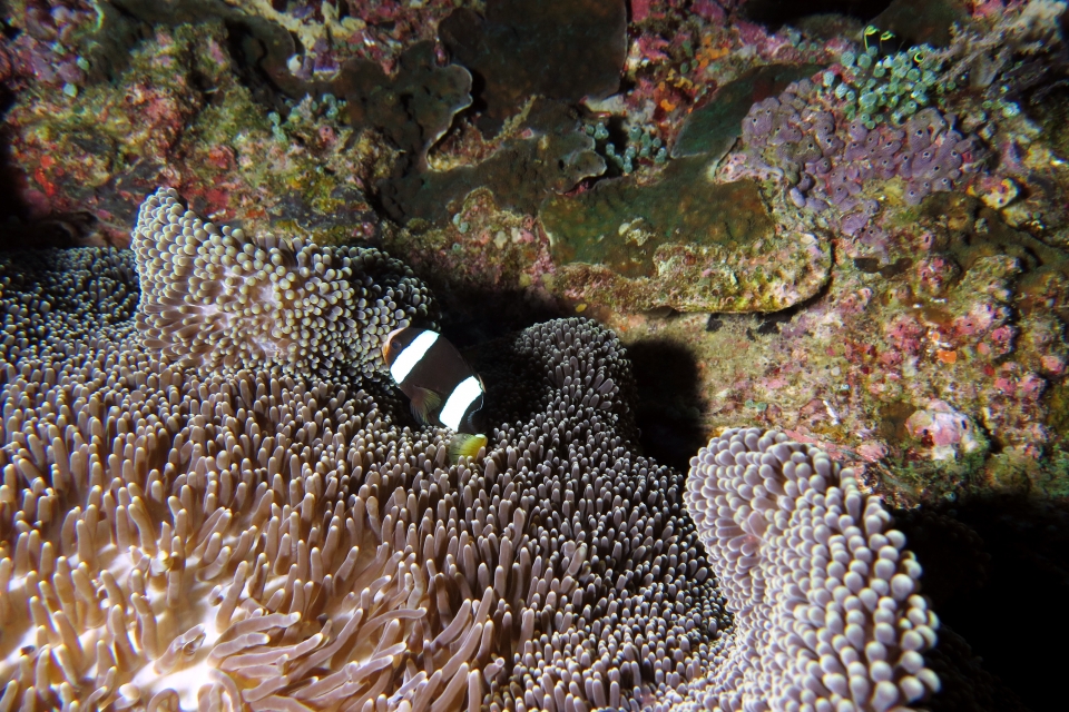 Amphiprion clarkii, Stichodactyla mertensii