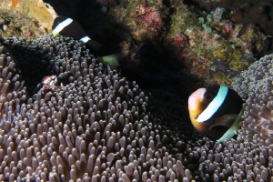 Amphiprion clarkii, Stichodactyla mertensii, Neopetrolisthes maculatus