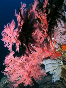 Melithaea ochracea, Colobometra perspinosa