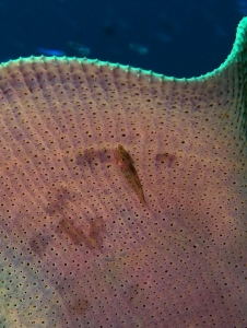 Ianthella basta, Pleurosicya elongata