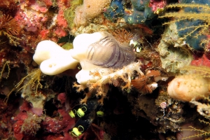 Rhopalaea circula, Clavelina robusta, Clavelina sp., Hemimycale arabica