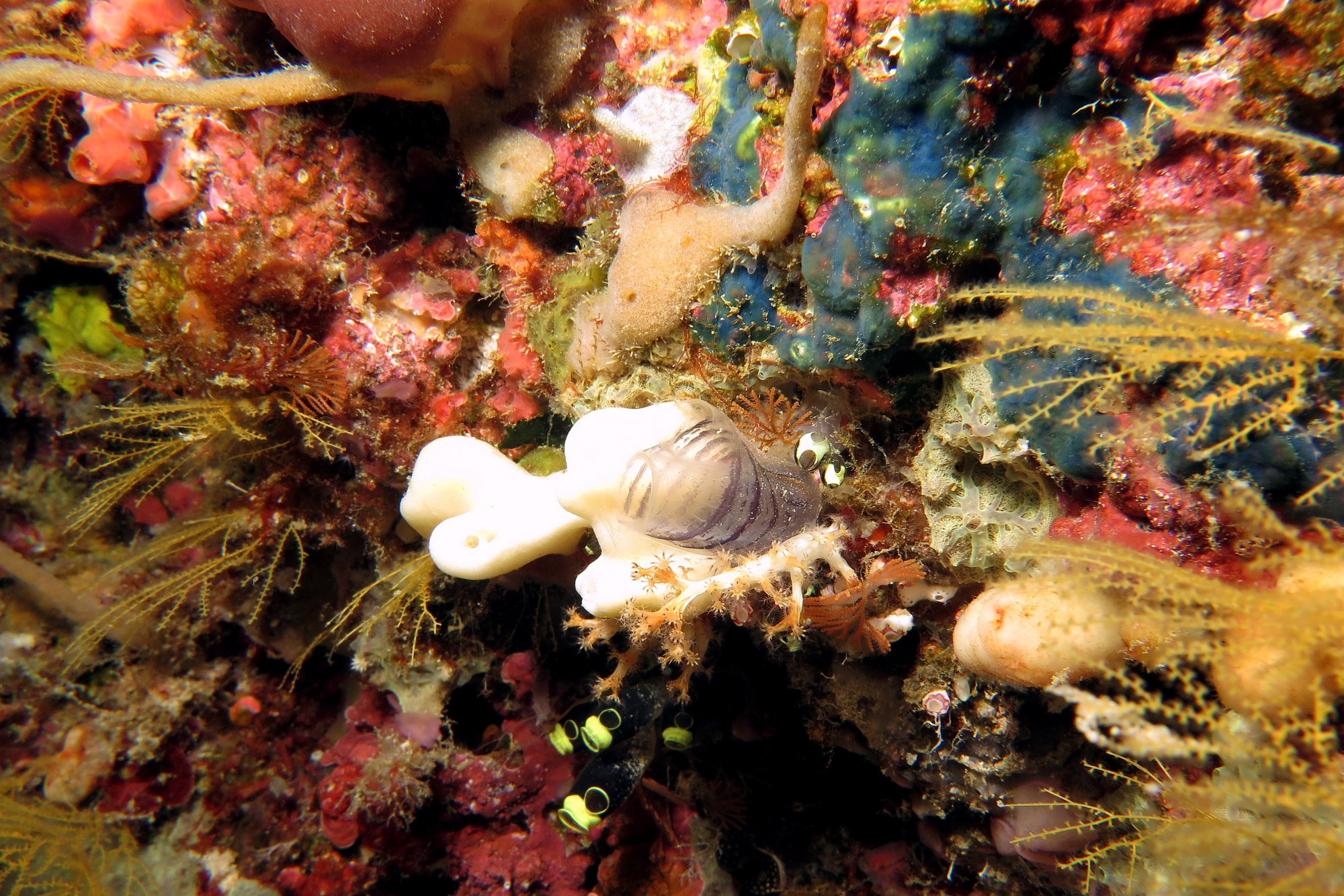 Rhopalaea circula, Clavelina robusta, Clavelina sp., Hemimycale arabica