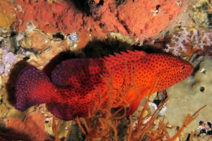 Cephalopholis miniata