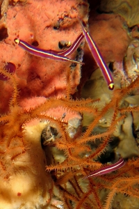 Diademichthys lineatus, Antipathes sp.