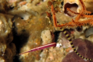 Diademichthys lineatus, Antipathes sp.