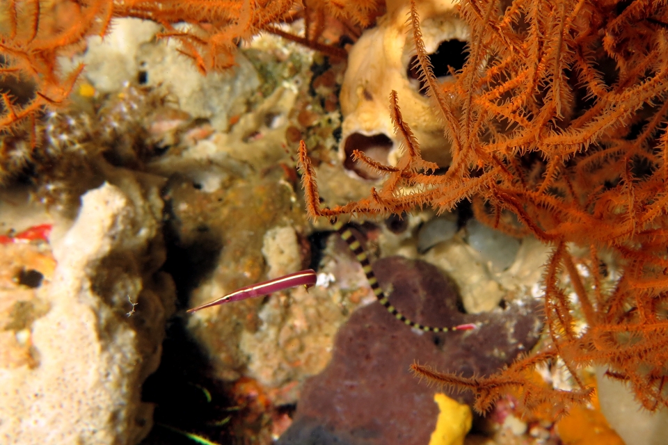 Diademichthys lineatus, Antipathes sp.