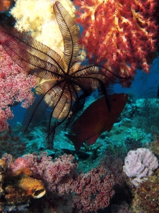 Cephalopholis miniata, Colobometra perspinosa, Chironephthya sp.