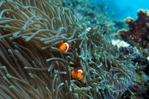 Heteractis magnifica, Amphiprion ocellaris