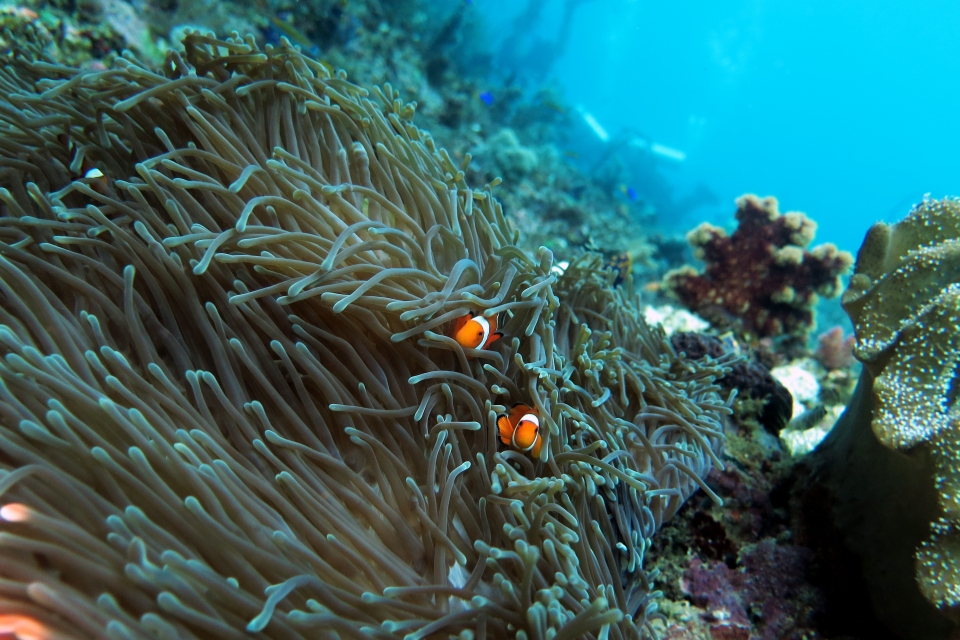 Heteractis magnifica, Amphiprion ocellaris