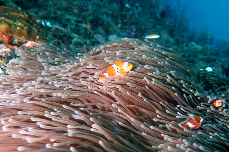 Amphiprion ocellaris, Heteractis magnifica