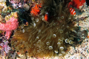 Entacmaea quadricolor, Premnas biaculeatus