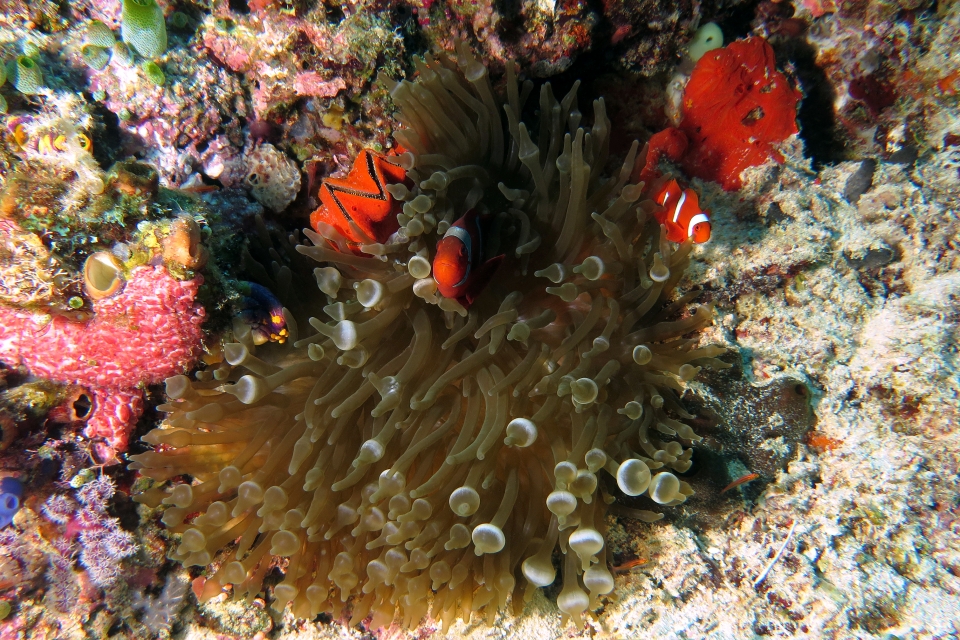 Entacmaea quadricolor, Premnas biaculeatus