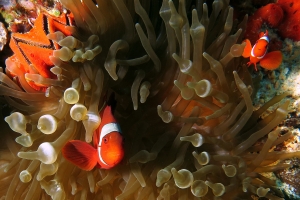 Entacmaea quadricolor, Premnas biaculeatus, Lopha cristagalli