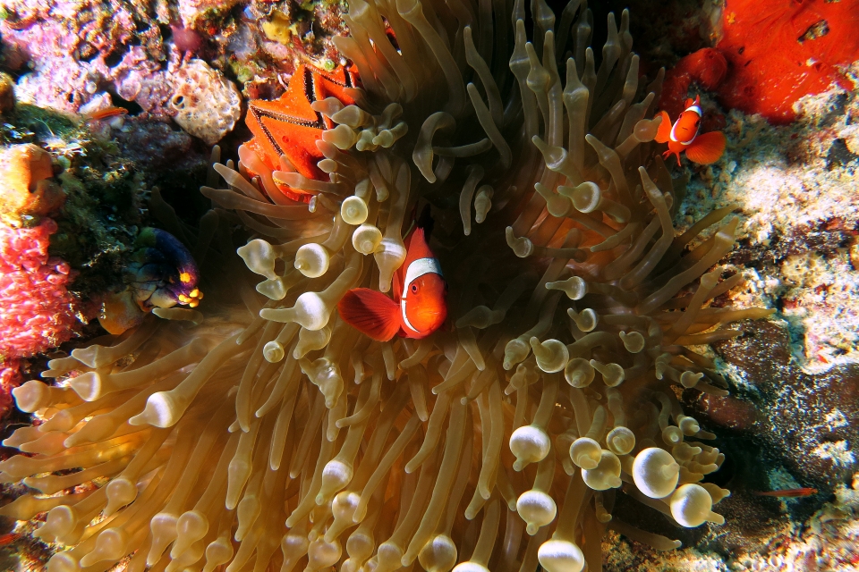 Entacmaea quadricolor, Premnas biaculeatus, Lopha cristagalli