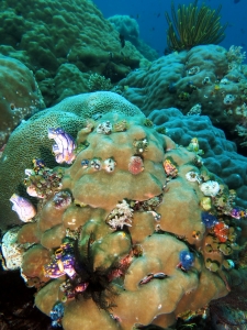 Spirobranchus giganteus, Polycarpa aurata, Didemnum molle, Porites lutea