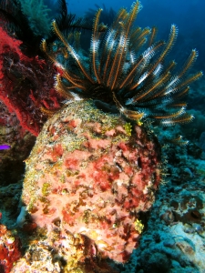 Eponge, Comatule, Colochirus robustus