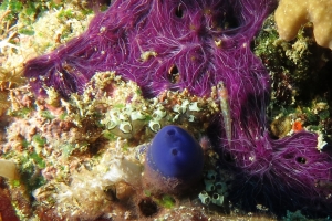 Eviota melasma, Rhopalaea sp., Clavelina sp., Chalinula nematifera