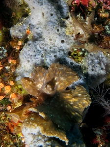 Dysidea avara ou fragilis, Sinularia brassica