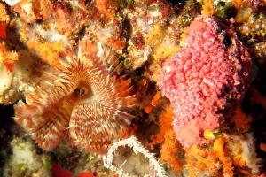 Sabellastarte spectabilis, Eusynstyela sp.