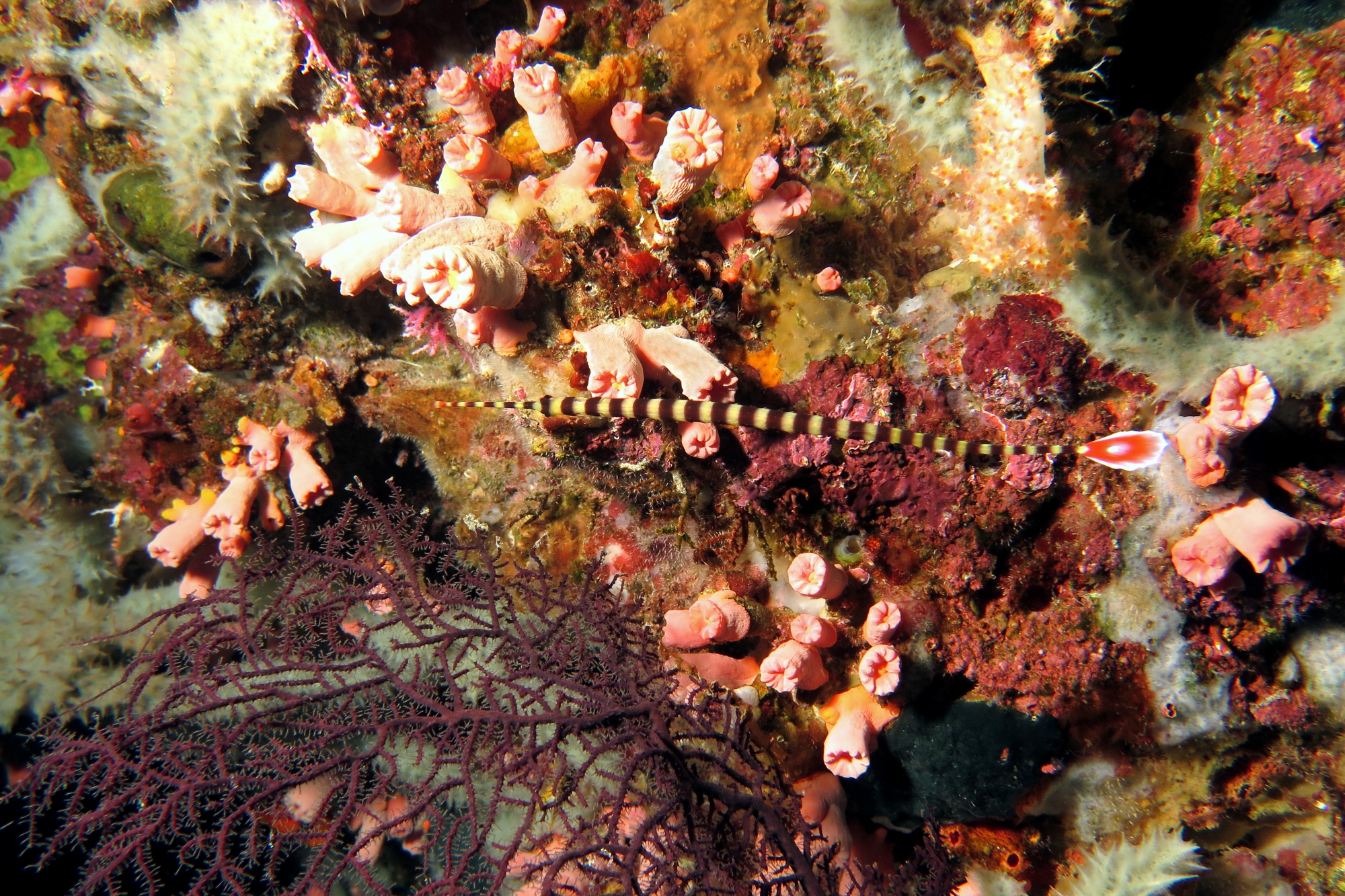 Doryrhamphus dactyliophorus, Cladopsammia (Dendrophyllia) gracilis