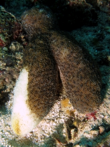 Herpolitha limax