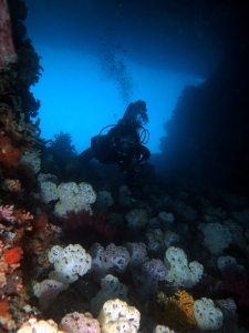 Dendronephthya mucronata, Ambiance