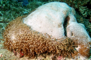 Goniopora sp.