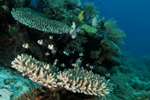 Acropora sp., Dascyllus reticulatus