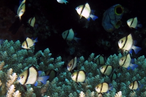 Dascyllus reticulatus, Acropora sp.