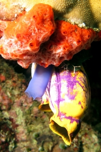 Spirastrellasp., Rhopalaea spp., Polycarpa aurata