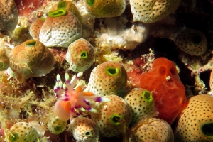 Flabellina exoptata, Didemnum molle, Spirastrella sp.