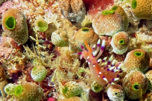 Flabellina exoptata, Didemnum molle