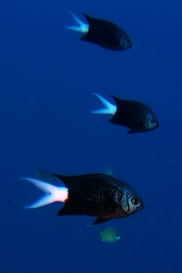 Chromis xanthura