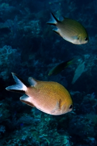 Chromis scotochiloptera