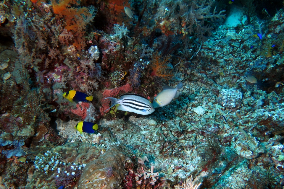 Centropyge bicolor, Genicanthus Lamarck, Sufflamen bursa