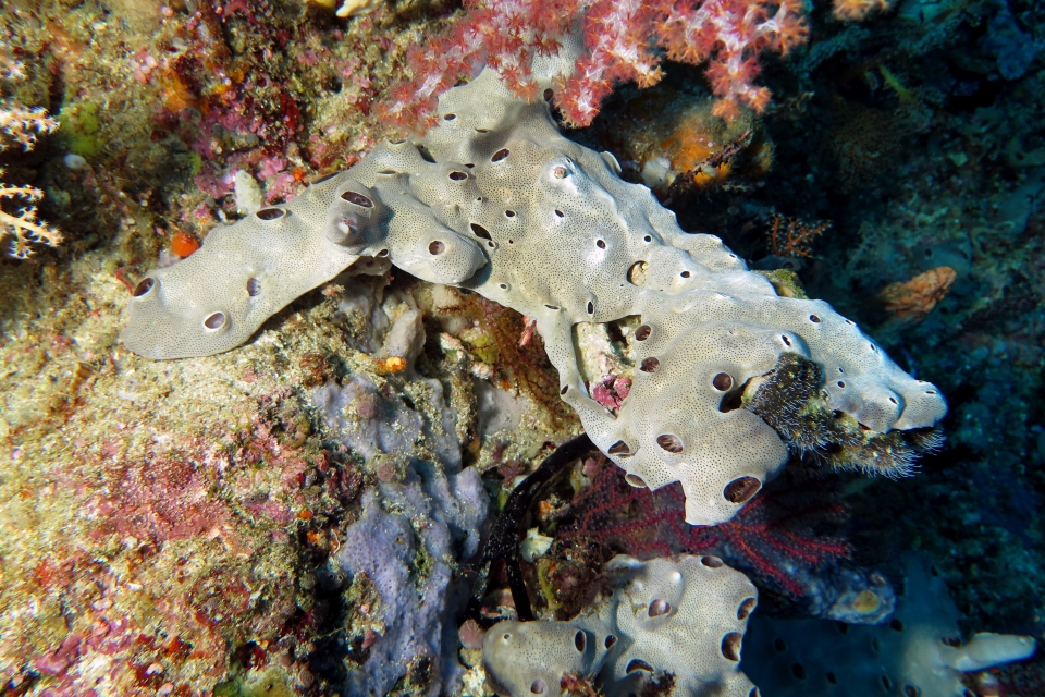 Leptoclinides reticulatus (à confirmer)