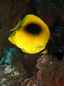 Chaetodon speculum