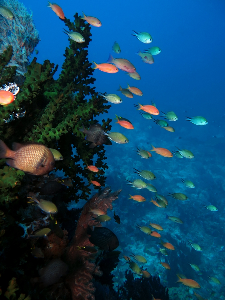 Chromis scotochiloptera, Pseudanthias squamipinnis, Tubastraea micranthus