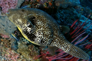 Arothron mappa, Labroides dimidiatus