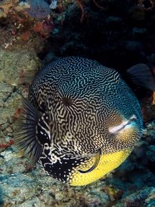 Arothron mappa, Labroides dimidiatus